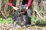 PETIT CHIEN LION - BROSSAGE 074